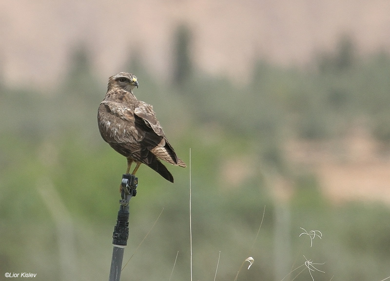   Steppe Buzzard  Buteo buteo   vulpinus                         ,, 2007.: 